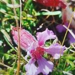 Saponaria pumila Flower