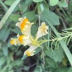 Linaria vulgaris Blüte