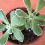 Echeveria setosaЛисток