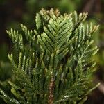 Libocedrus chevalieri Habit