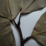 Elvasia elvasioides Other