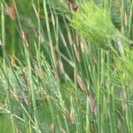 Askidiosperma andreaeanum Corteza