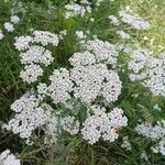 Achillea millefolium Çiçek