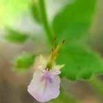 Teucrium scordium Fula