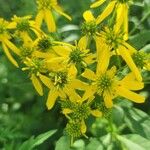 Verbesina alternifolia Flower