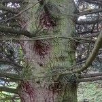 Abies concolor Bark