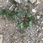 Rumex spinosus 形态