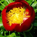 Paeonia peregrina പുഷ്പം