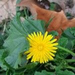 Taraxacum campylodesFiore