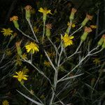 Pityopsis graminifolia 花