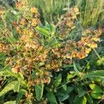 Hermannia exappendiculata Blüte