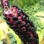 Phytolacca acinosa Fruit