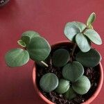 Peperomia pecuniifoliaপাতা