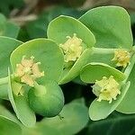 Euphorbia corsica 花