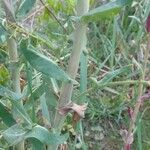 Isatis tinctoria Blad