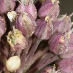 Allium commutatum x Allium porrum Kukka