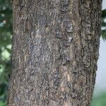 Olea europaea Bark