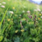 Poa alpina Flower