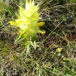 Rhinanthus pumilus Kwiat