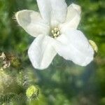 Cnidoscolus urens Λουλούδι