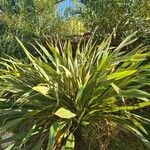 Phormium tenaxLeaf