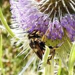 Dipsacus fullonum Floare