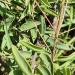 Maerua decumbens Folha