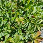 Potentilla nivalis Leaf