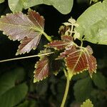 Cardiospermum grandiflorum Leaf