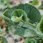 Aristolochia pistolochia Blad