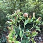 Inula conyza Flor