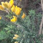 Ulex minor Frunză