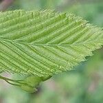 Acer carpinifolium Likasa