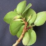 Codonanthe macradenia Otro