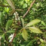 Rubus canescens 葉