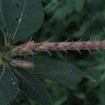 Aphelandra scabra Celota