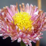 Erigeron glaucus 花