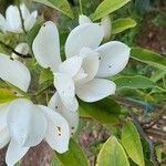 Magnolia maudiae Flower