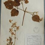 Clematis grewiiflora अन्य