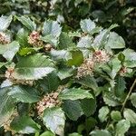 Ilex meserveae Blatt