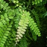 Adiantum caudatum Leaf
