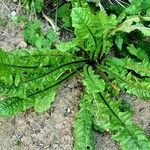 Taraxacum clemens Hoja