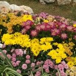 Chrysanthemum indicum 花