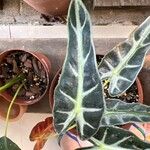 Alocasia sanderiana Liść