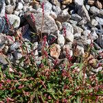 Persicaria minor Flor