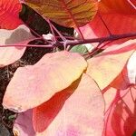 Cotinus coggygria Leaf