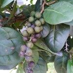 Coccoloba diversifolia Fruit