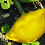 Cucurbita pepo Fruto