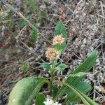 Knautia drymeiaKukka