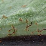 Asplenium africanum Leaf